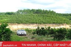 Lão nông Hà Tĩnh dùng đậu tương bón cho cam, thăm vườn bằng xe bán tải