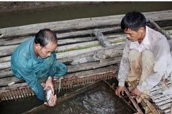 Tuyên Quang: Nuôi loài cá quý hiếm ở dưới sông, dân ở đây bán 600 ngàn/kg