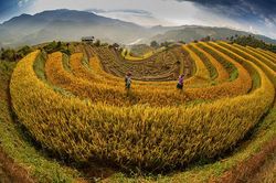 Khách du lịch kéo lên Mù Cang Chải 'săn mùa vàng'