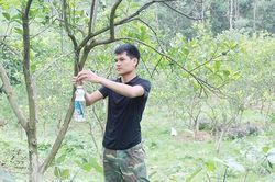 Chiềng Yên phát triển cây quýt bản địa