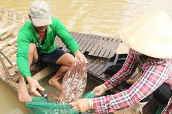 Mưu sinh mùa lũ muộn: Khó khăn khi con nước về ít