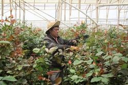 Hiệu quả từ những nghị quyết dành cho đồng bào dân tộc thiểu số ở Lâm Đồng