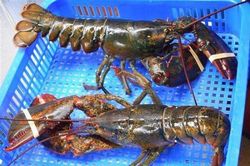 Tôm hùm Alaska chỉ 170.000 đồng/kg và sự thật 'hãi hùng'