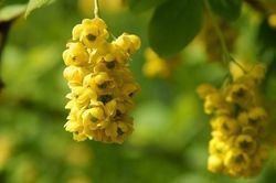 Tử vi tháng 10/2019: Tuổi Tý mưu sự dễ thành, tuổi Thân bôn ba vất vả
