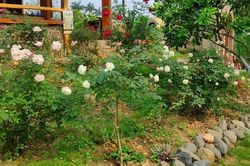 Giật mình vì bỗng dưng chồng thô bạo trong chuyện giường chiếu
