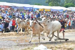 Tưng bừng Hội đua bò Bảy Núi An Giang