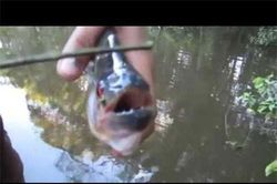 CLIP: Những loài cá ăn thịt người đáng sợ nhất trên thế giới