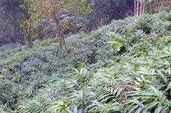 Xã Phìn Ngan thu gần 20 tỷ đồng từ cây sa nhân tím