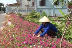 Thái Bình (Tiền Hải): Nam Hưng bừng sáng trong sắc hoa