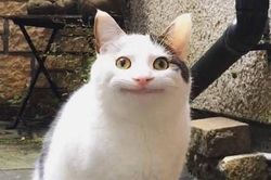 'Chúa cà khịa Smudge' và các chú mèo meme quen mặt với dân mạng