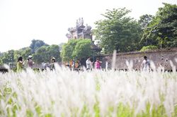 Lạ lẫm hoa cỏ tranh bung nở bên Tử Cấm Thành - Đại nội Huế