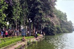 Dãy cổ thụ vươn mình xuống nước 'có 1-0-2' ở Hà Nội