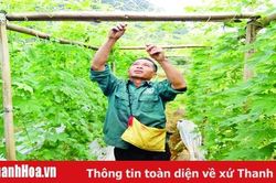 Phát triển cây dược liệu quý ở Khu Bảo tồn Thiên nhiên Pù Luông