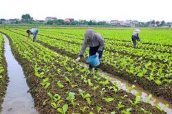 Vụ đông 2019: Tập trung thâm canh các cây trồng có giá trị kinh tế cao, có đầu ra, dễ bảo quản