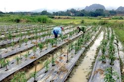 Tập trung gieo trồng cây vụ đông