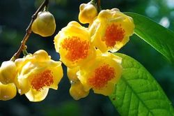 Thu lợi từ cây trà hoa vàng