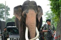 Voi cao nhất Sri Lanka được chính phủ cắt cử đội quân bảo vệ