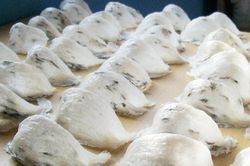 Xây dựng chuỗi liên kết xuất khẩu tổ yến