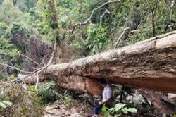 Giáng hương cổ thụ nghi bị 'bức tử'