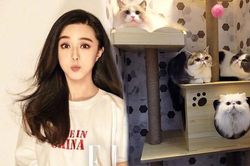 Chơi sang như Phạm Băng Băng: Chi 1 tỷ đồng để rước 3 chú mèo cưng về nhà