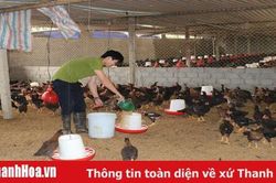 Huyện Thường Xuân thực hiện hỗ trợ 16 dự án phát triển chăn nuôi