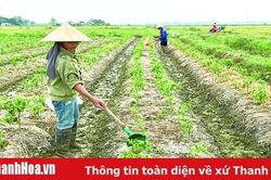 Nét mới trong sản xuất vụ đông