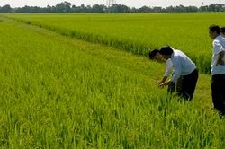 Gia Viễn: Tích cực diệt chuột bảo vệ lúa mùa cuối vụ