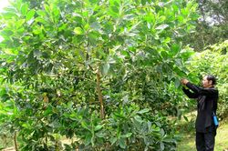 7 tỷ đồng hỗ trợ giống cây lâm nghiệp chất lượng cao