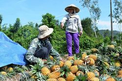 Phân bón Văn Điển giúp nông dân nâng lãi hàng chục triệu đồng mỗi hecta canh tác dứa