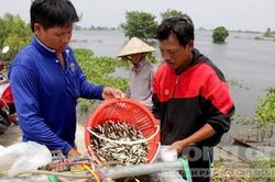 Đặc sản mùa lũ hút hàng, dân biên giới 'xuất ngoại' đánh bắt