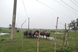 Dự án nghìn tỷ Sài Gòn Safari trở thành nơi chăn trâu
