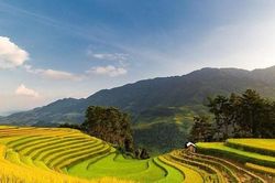 Ngắm mùa vàng rực rỡ vùng cao Mù Cang Chải