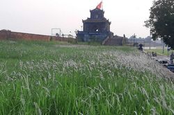 Cỏ tranh trắng trời thành nội Huế