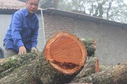 Vụ đấu giá gỗ sưa 'trăm tỷ' ở Hà Nội phải chờ trưởng thôn mới