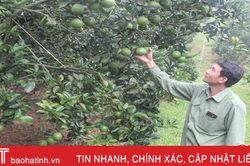 Những vườn cam Vietgap ở Hà Tĩnh 'rục rịch' vào kỳ thu hoạch