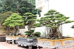 Vườn siêu cây trị giá gia tài cả chục triệu USD của đại gia đất Tổ