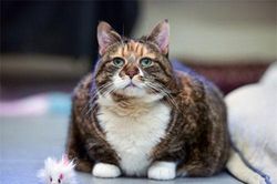 Thu mới chớm, động vật đã vội 'tích mỡ' cho mùa đông?
