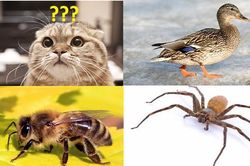 Lời giải bài toán tính giá con mèo khiến hàng vạn người 'bó tay'