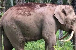 7 con voi trúng độc chết bí ẩn làm rúng động Sri Lanka