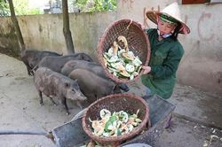 Thu tiền tỷ từ trang trại trên đất bãi
