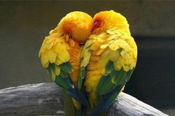 Top 10 động vật nói không với chuyện 'ngoại tình'