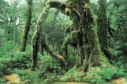 5 câu chuyện đáng sợ về những cây bị nguyền rủa