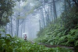 Hồn mưa Phố núi