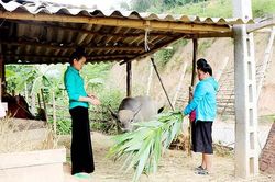 Púng Bánh phát triển nuôi gia súc nhốt chuồng