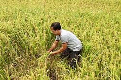 Liên kết sản xuất lúa chất lượng cao ở Xuân Lao