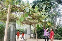 Thực hư 'nho Chiềng Ban'