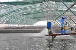 Hiệu quả những mô hình tự quản