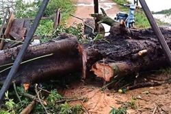 Cây bên đường ngã đè chết một phụ nữ