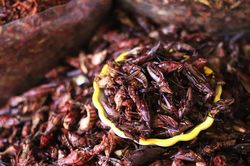 Châu chấu xào giòn, món ăn không phải ai cũng dám thử