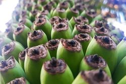 Buồng chuối hơn 120 nải, dài 2,5 m ở Quảng Ngãi